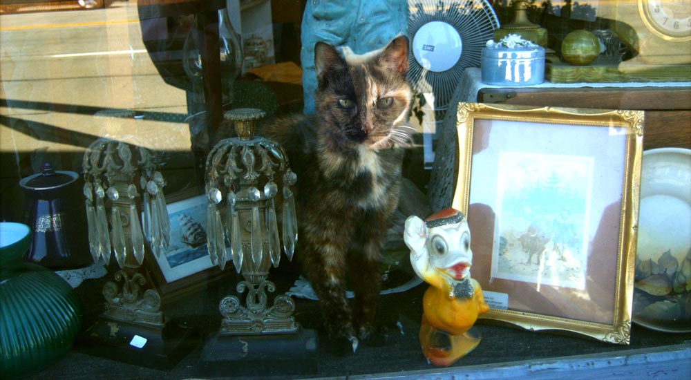 tortoiseshell cat in shop window