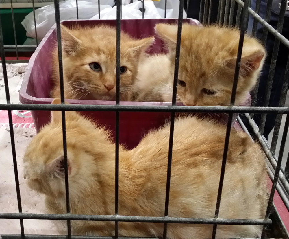 three orange kittens