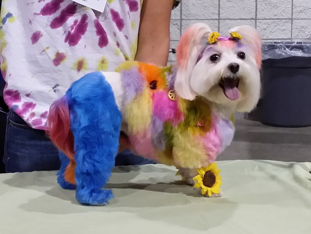 terrier with dyed fur