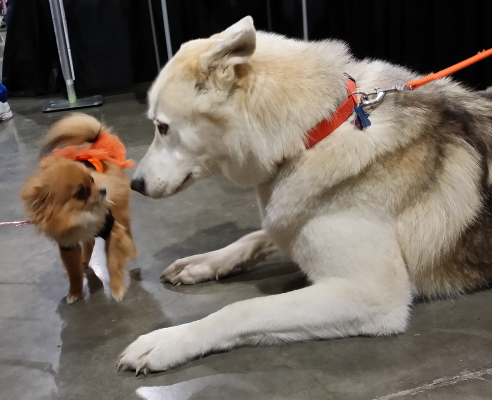 The chihuahua meets the wolf dog.