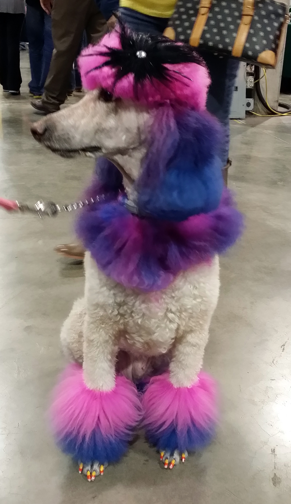 poodle with dyed fur