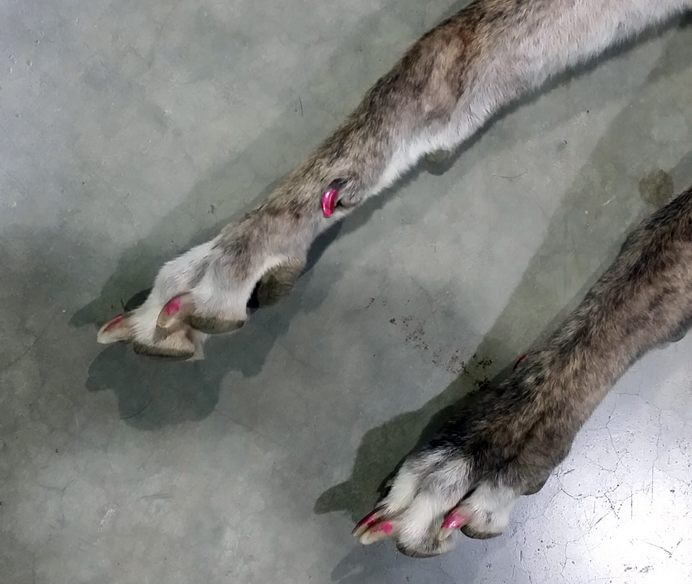 greyhound paws with nail polish