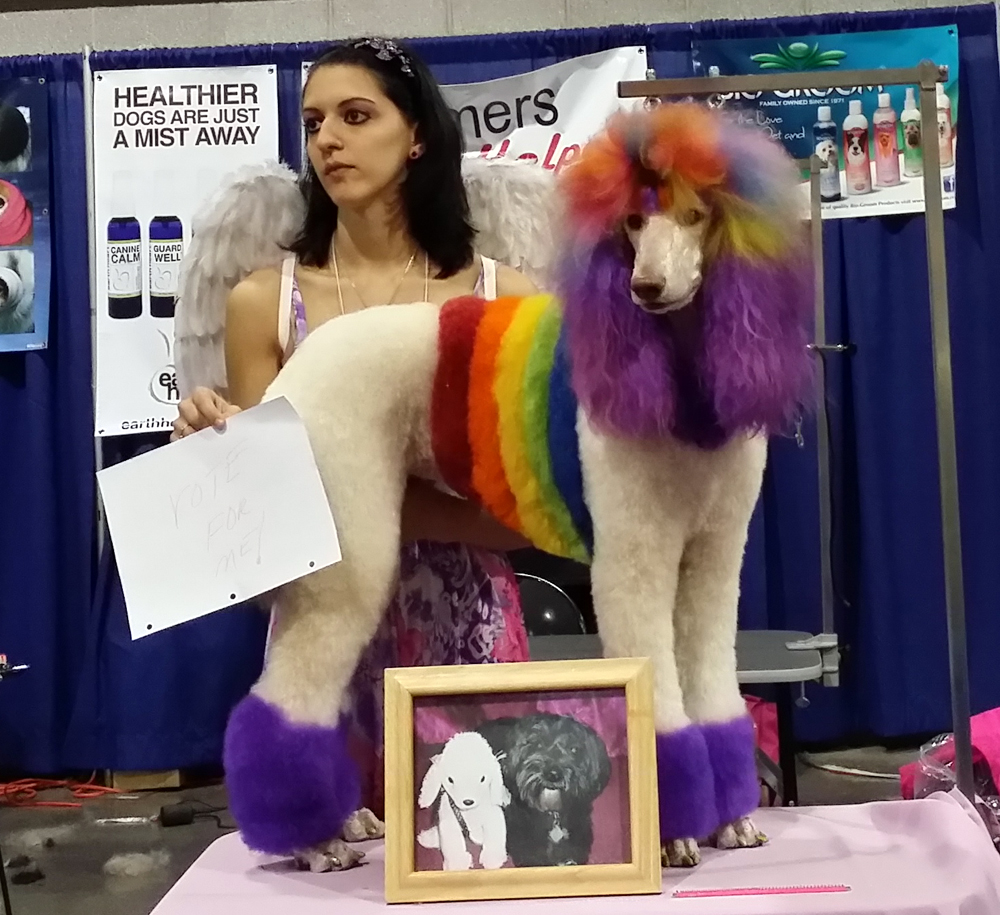 poodle in rainbow colors