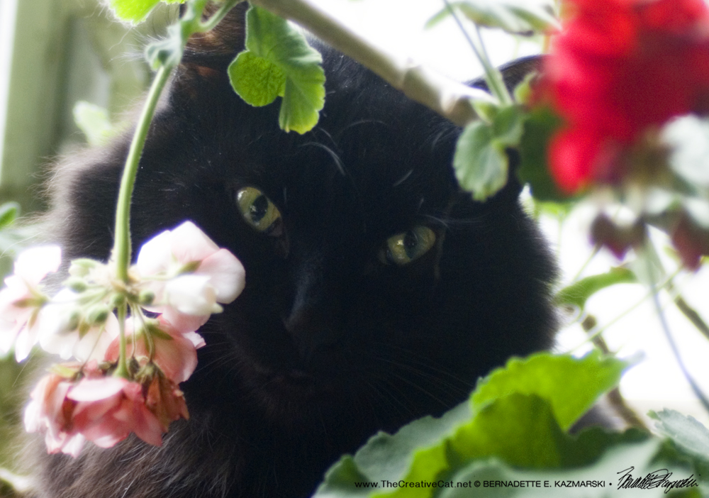 Basil in the geranium.