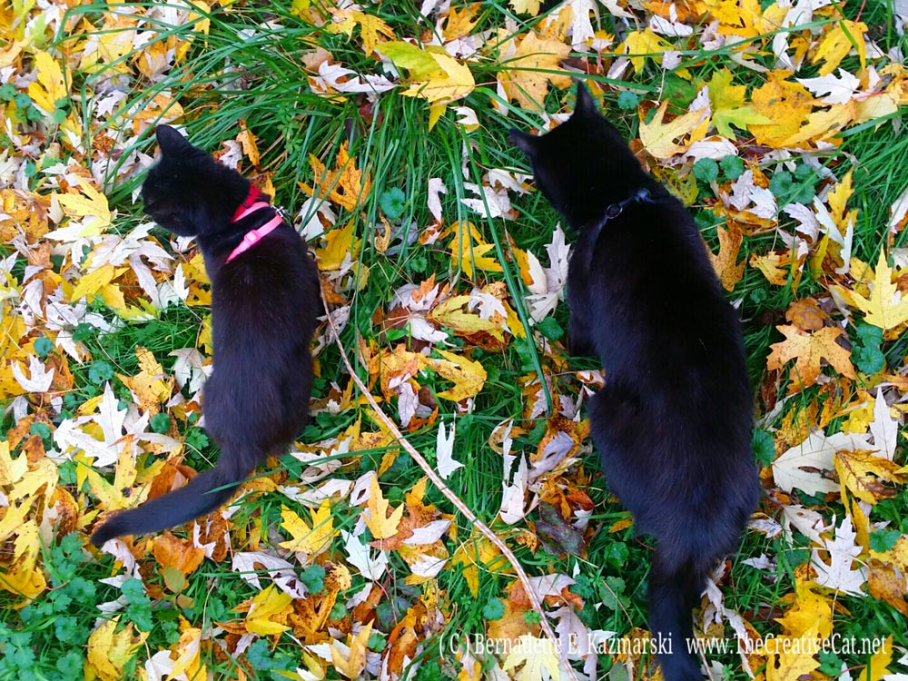 Mimi and Mewsette in the leaves.