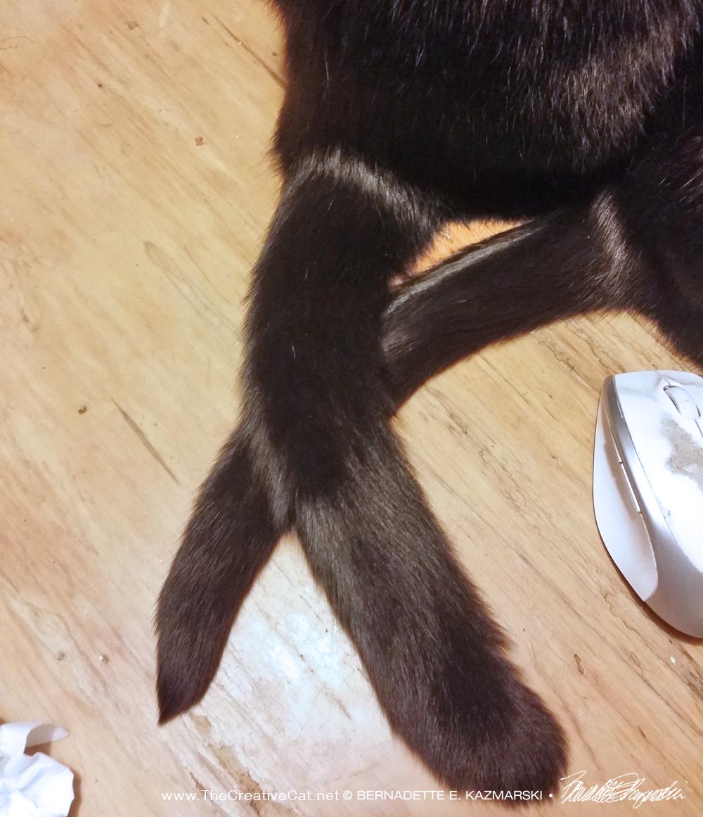 two crossedblack cat tails