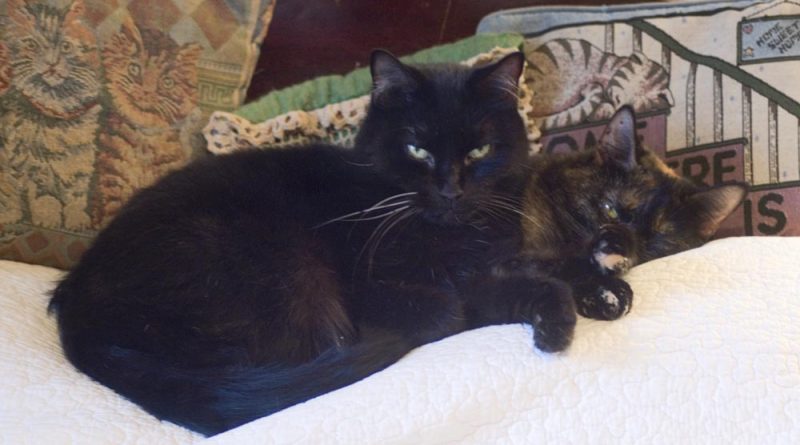 black cat and tortoiseshell cat sleeping