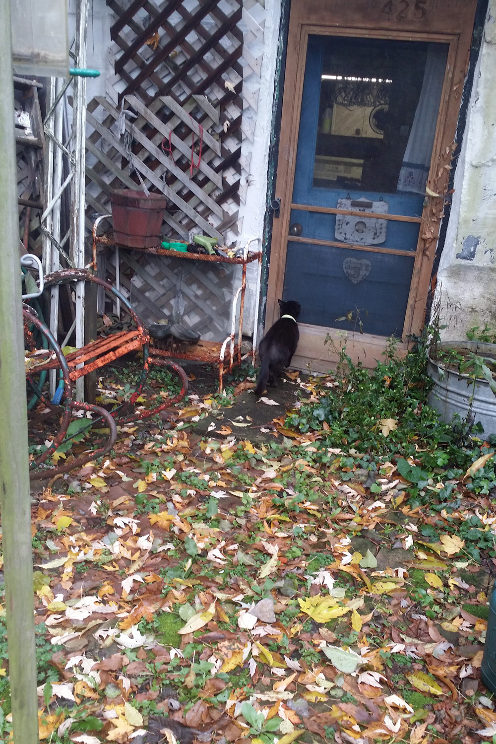black cat in yard