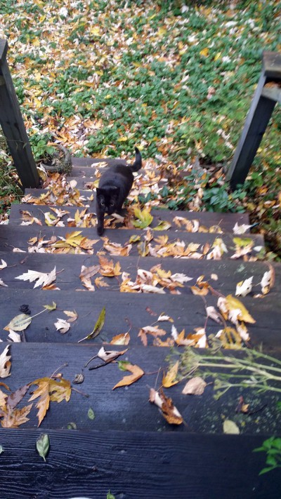black cat running up steps