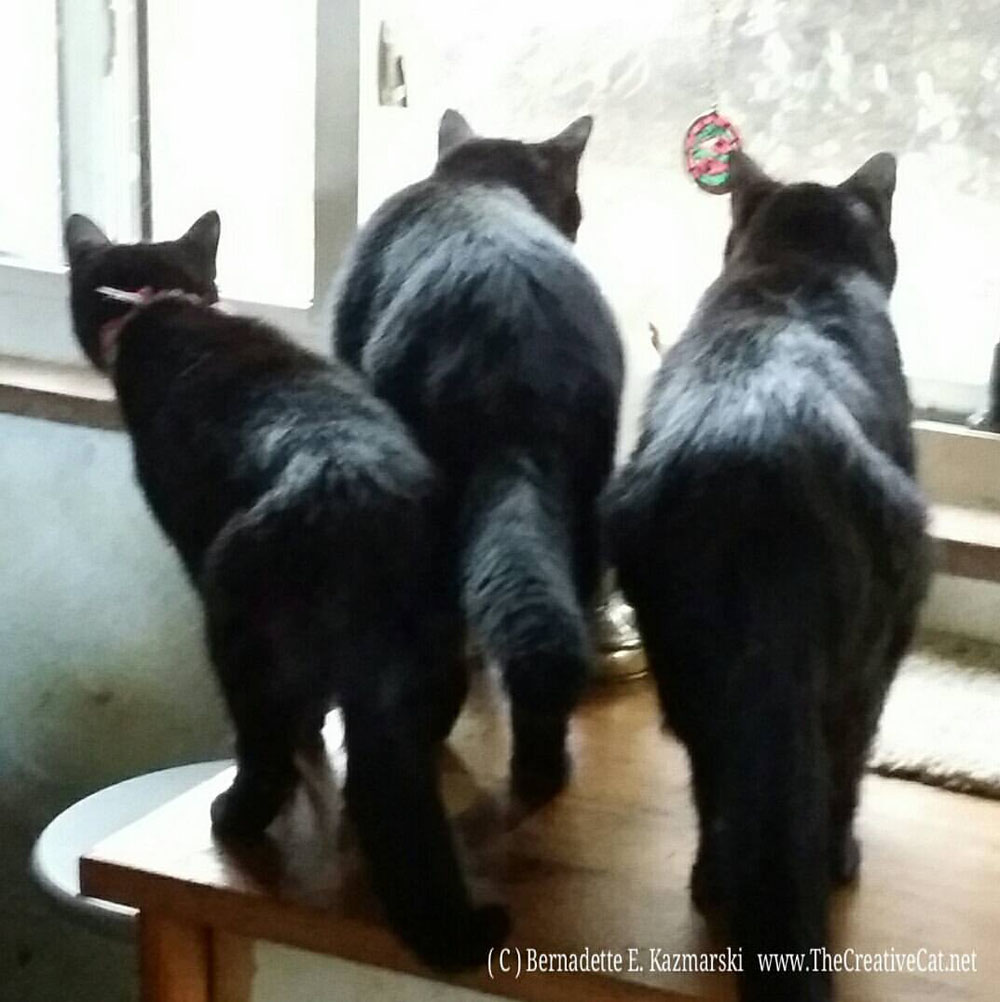 Three watching the birds at the feeder!