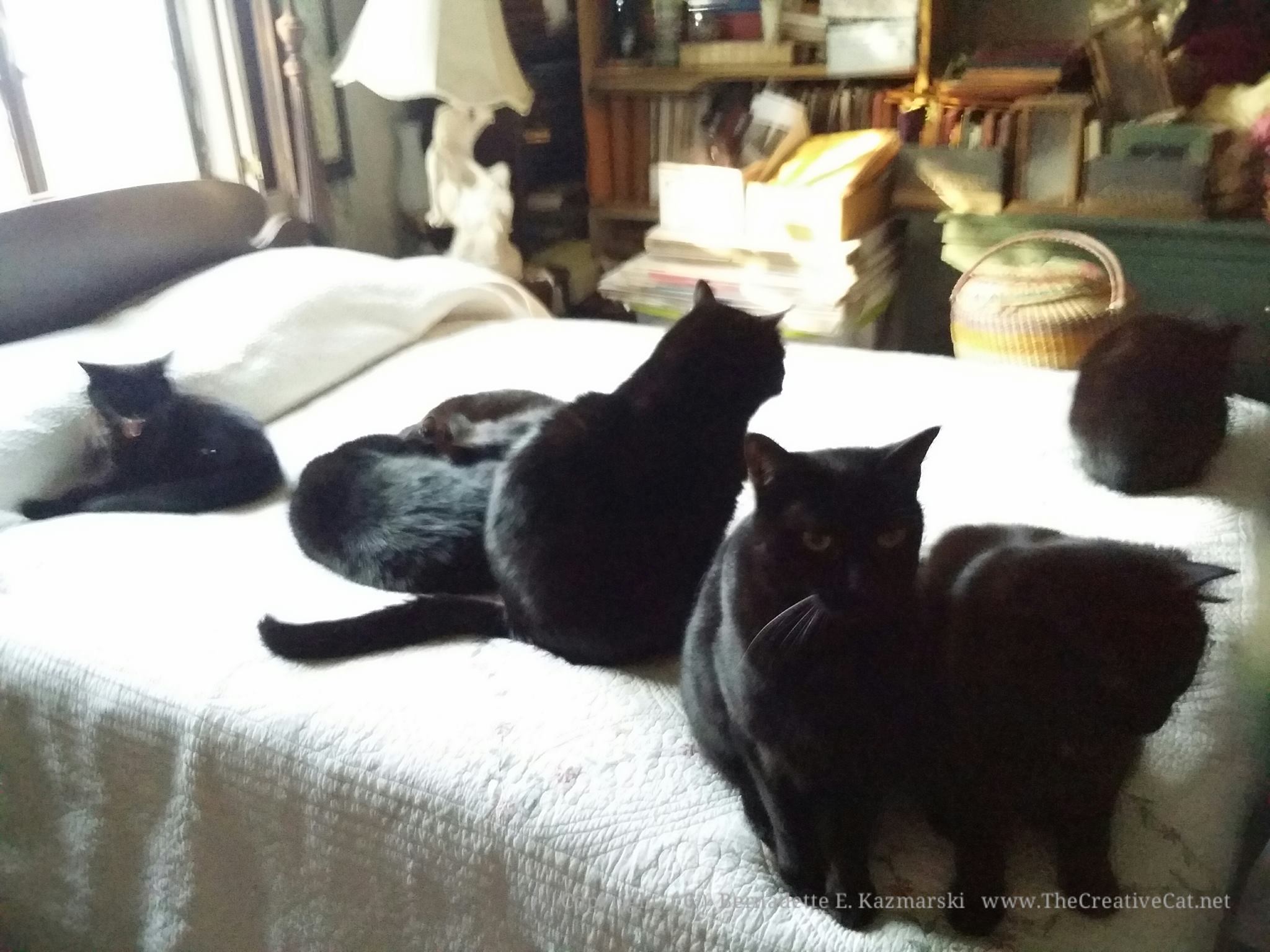 Seven black cats on the bed!