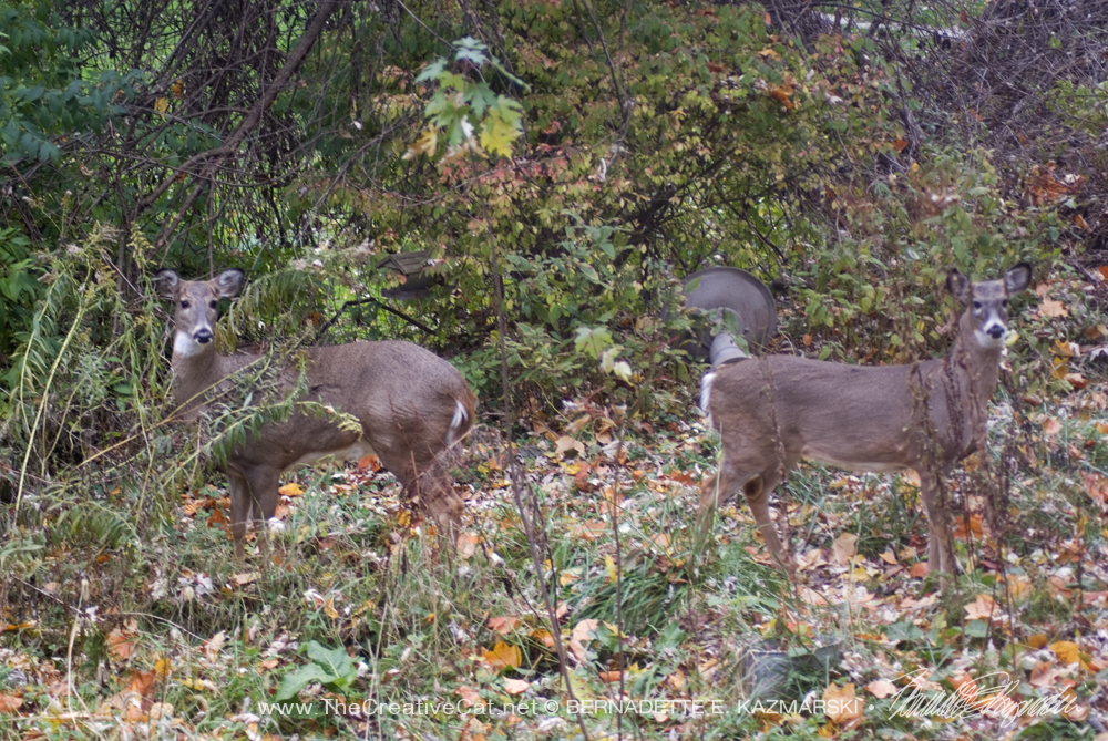 two white-tailed deer