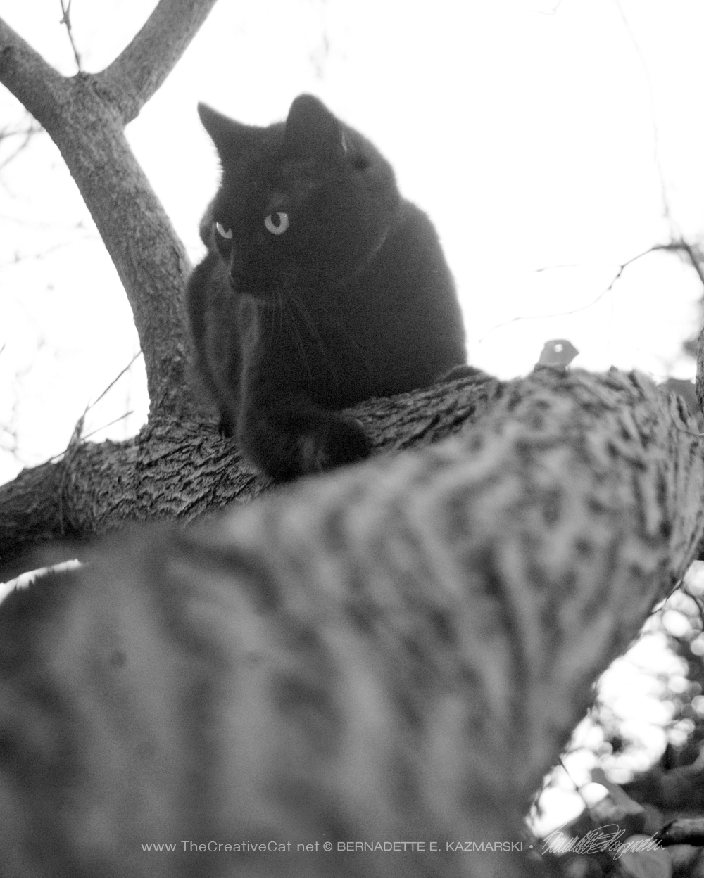 black cat on tree