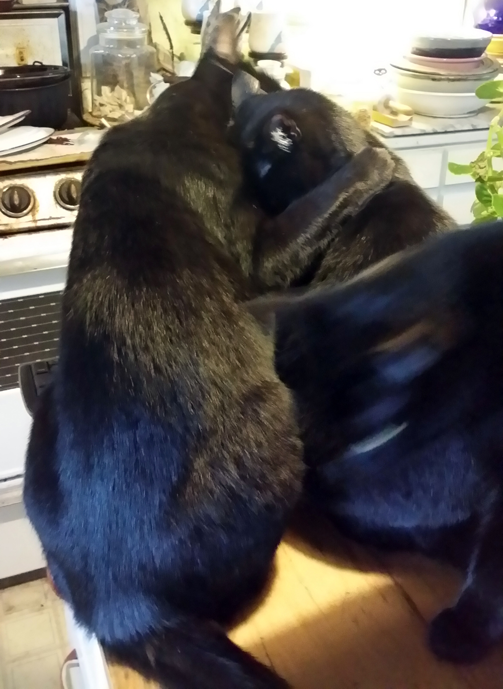 two black cats hugging