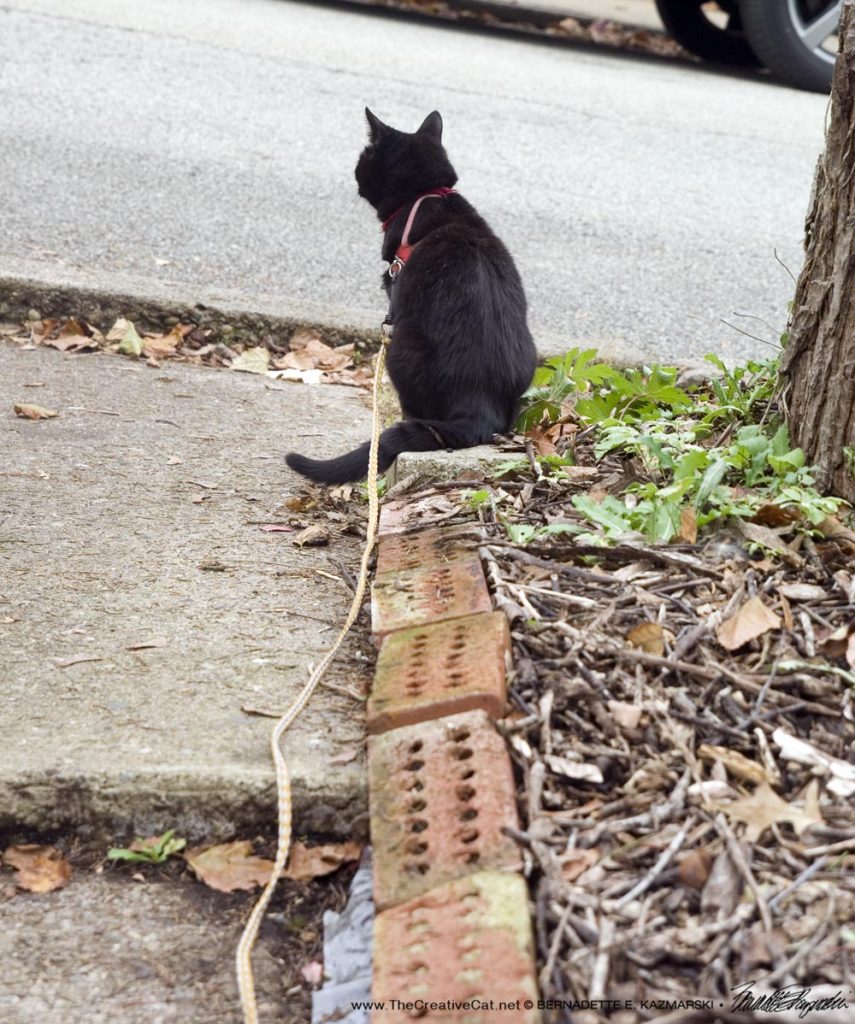 Mimi observes the street.