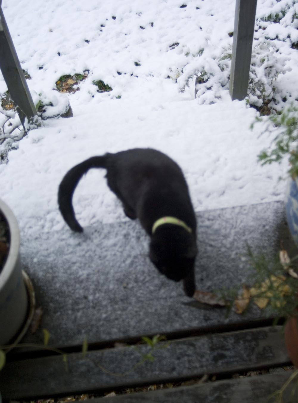 black cat on snowy deck
