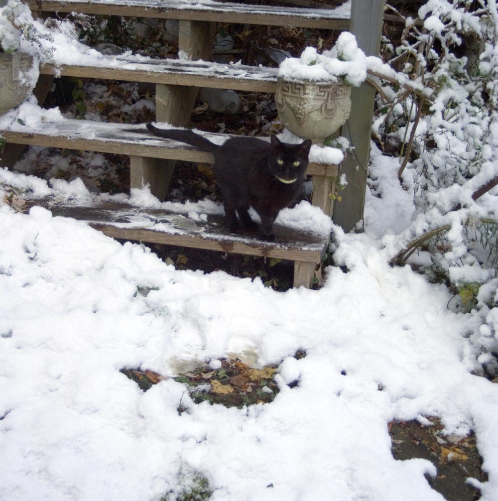 black cat on steps.