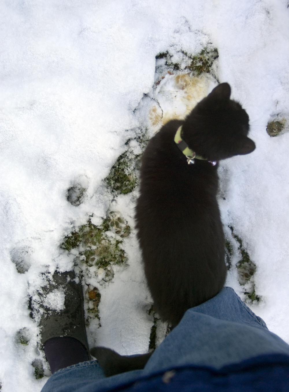 black cat in snow.