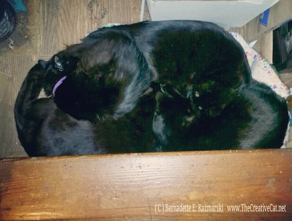 Four black cats kind of fused together.