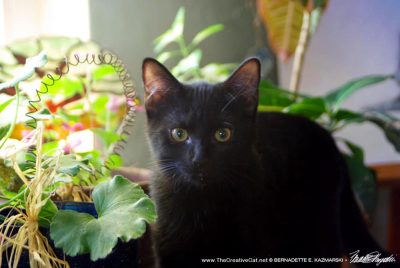 black kitten with flowers