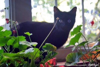 black kitten with flowers