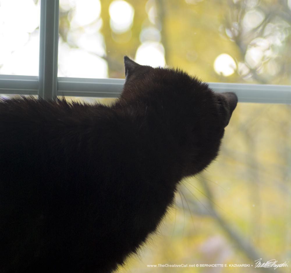 Mimi observes a sunny autumn morning.