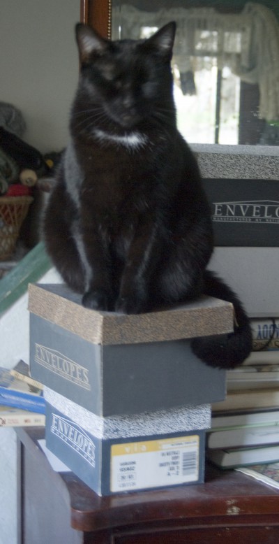 black cat on boxes