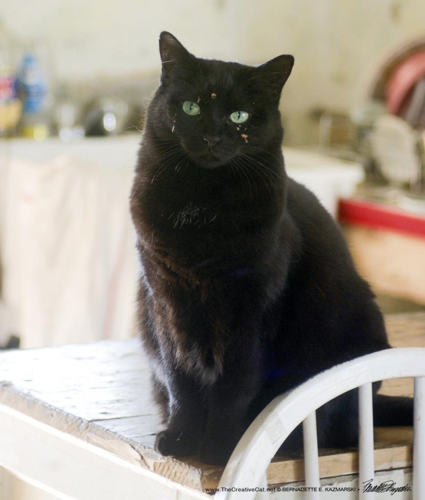 black cat in kitchen