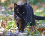 black cat walking through leaves