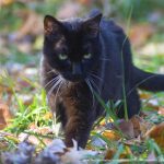 black cat walking through leaves