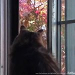 eartipped cat watching squirrel