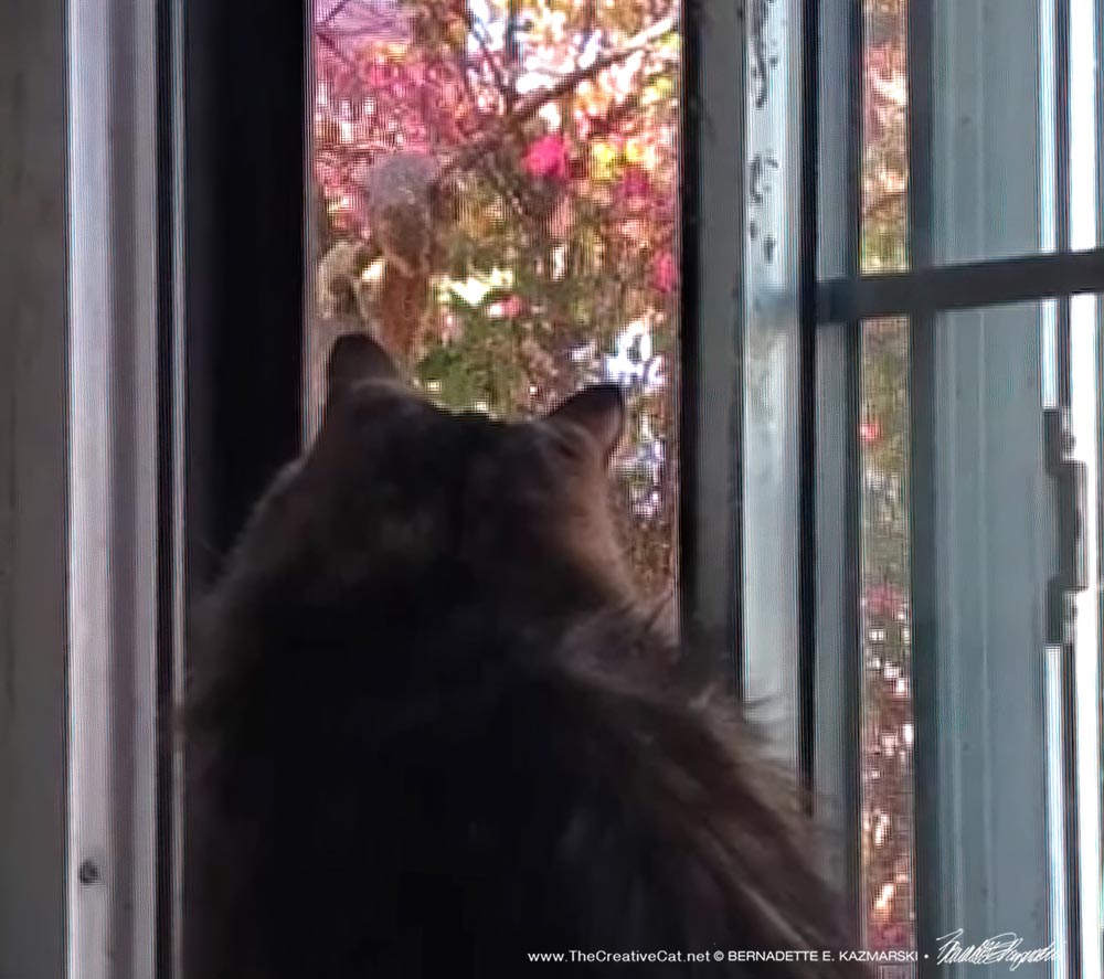 eartipped cat watching squirrel
