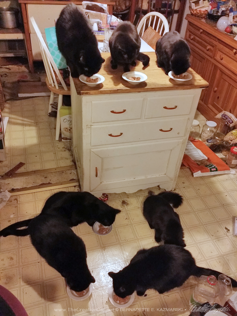 seven black cats 