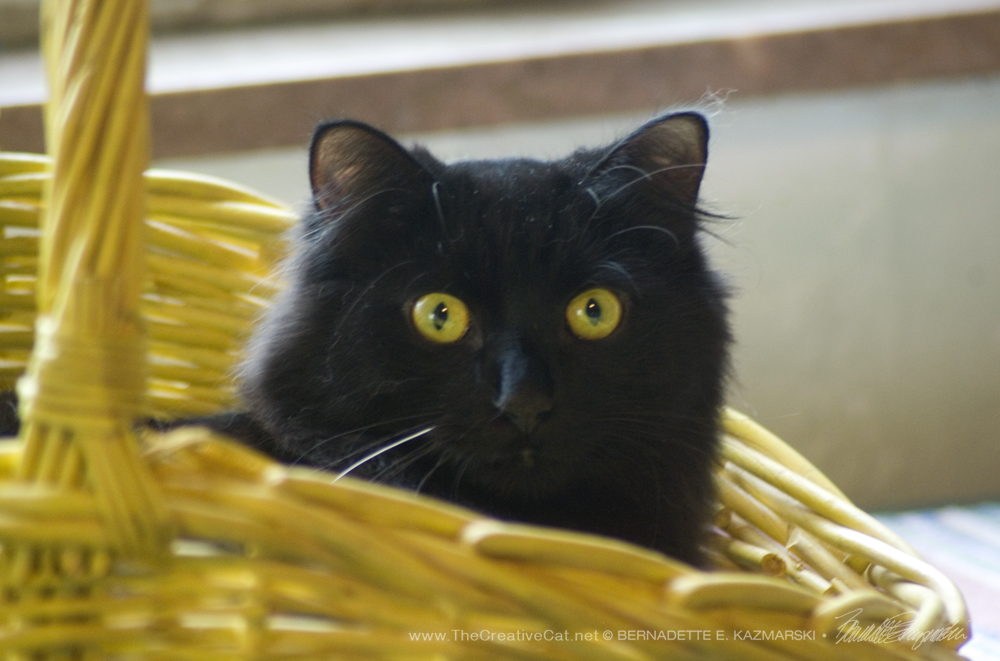 Basil in the basket!