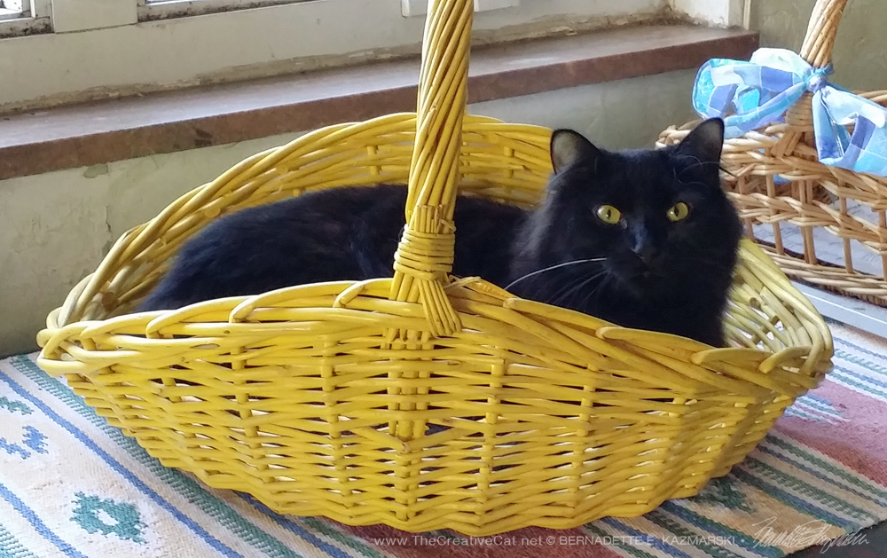 Classic cat in basket.