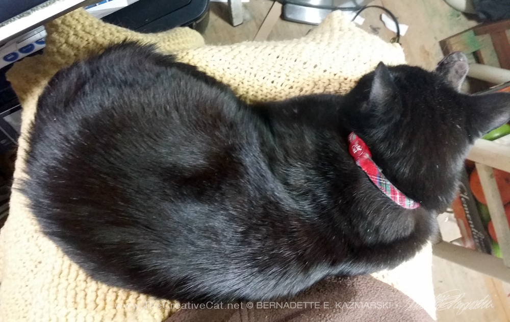 black cat on lap