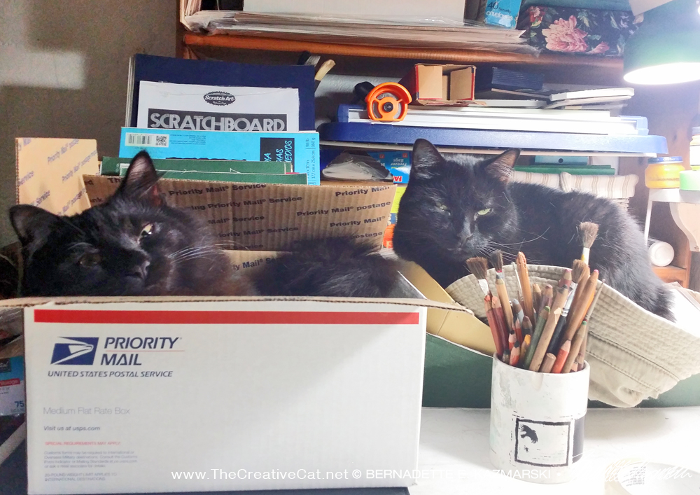 two black cats in boxes