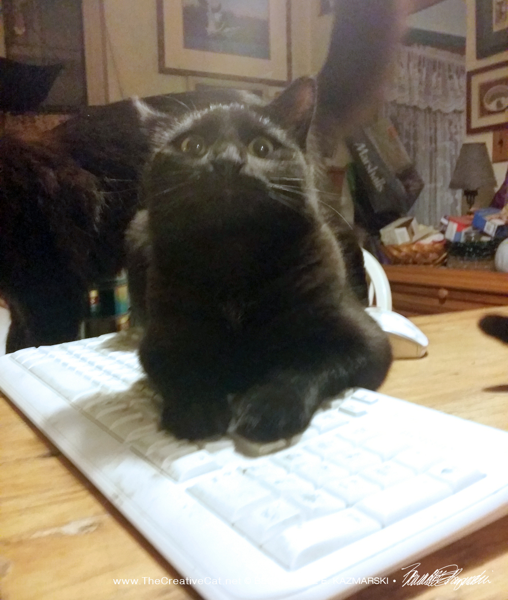 black cat on keyboard