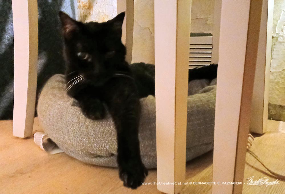 black cat in cat bed
