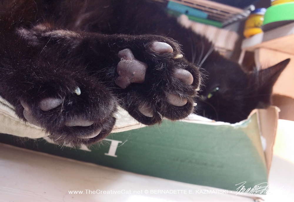 black cat toes