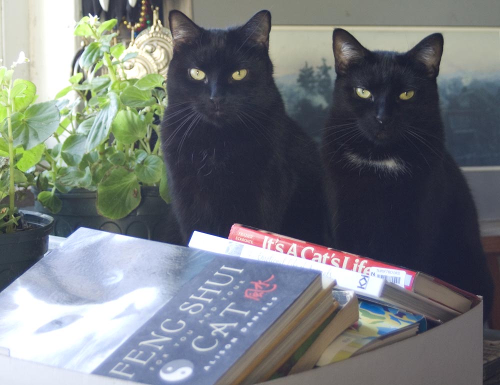two black cats with books