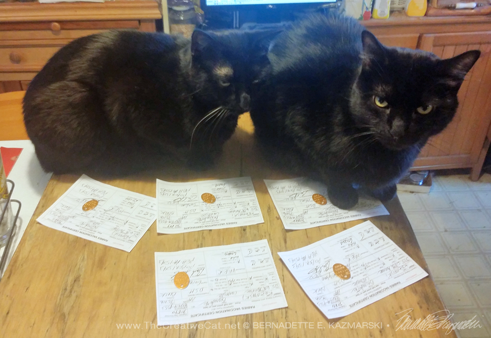 two black cats with rabies certificates