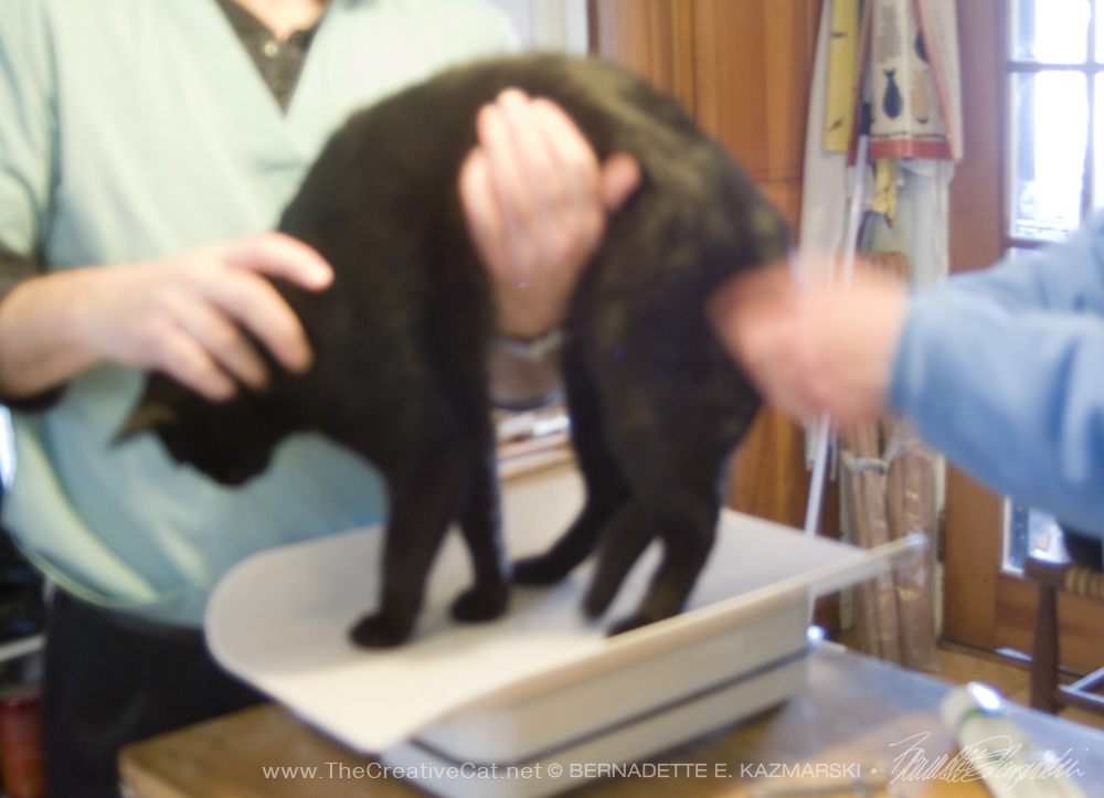 black cat getting temperature taken.