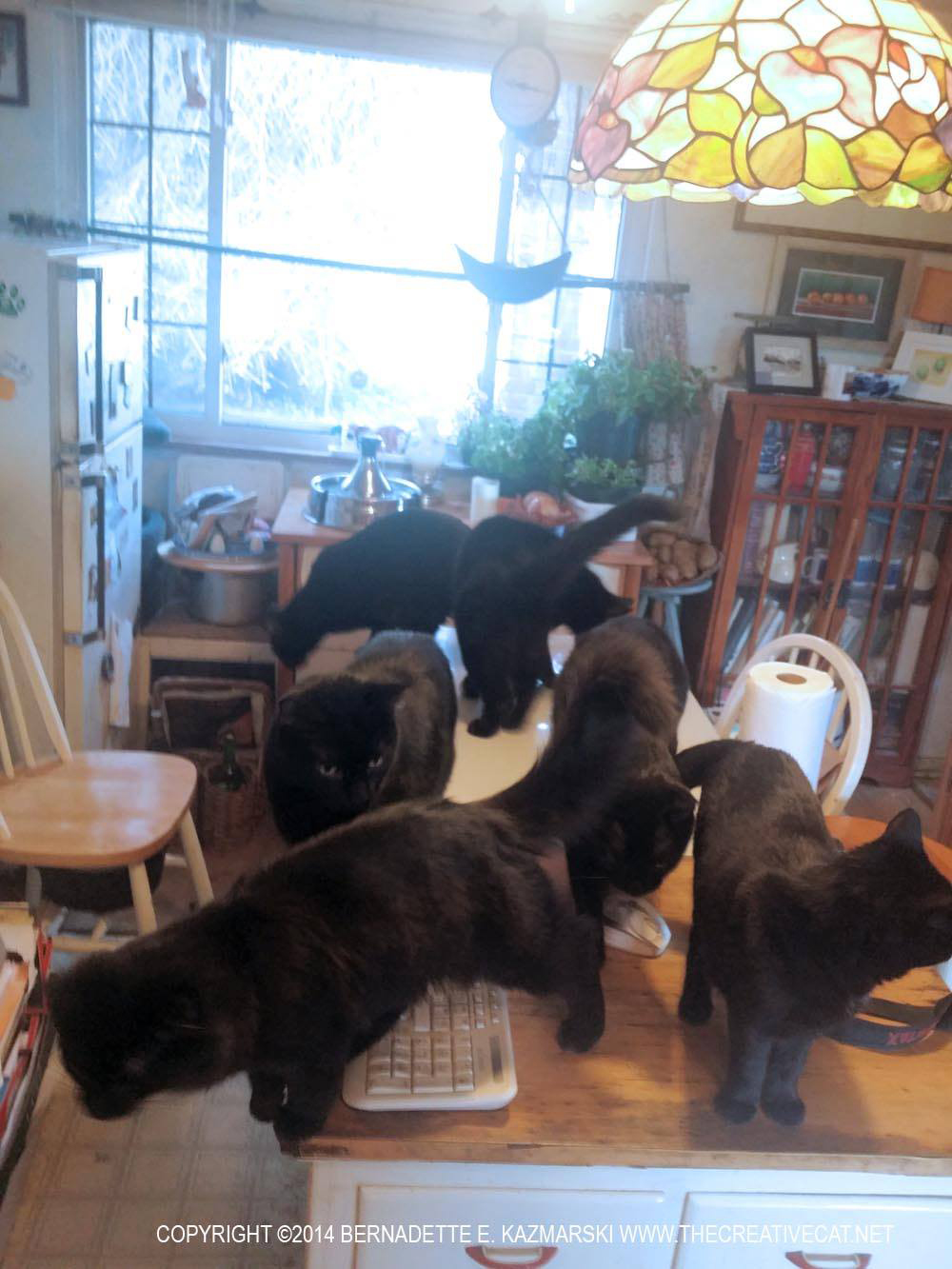 six black cats
