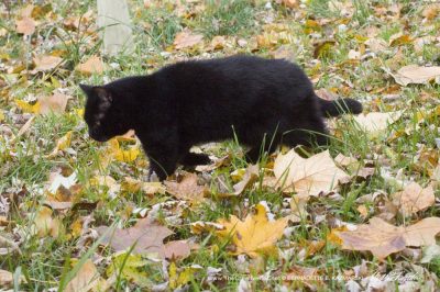 black cat in yellow leaves
