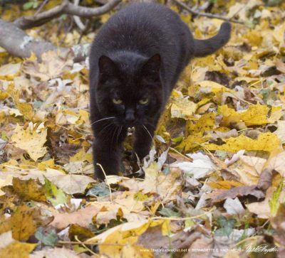 black cat in yellow leaves