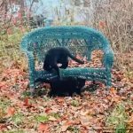 two black cats on wicker bench
