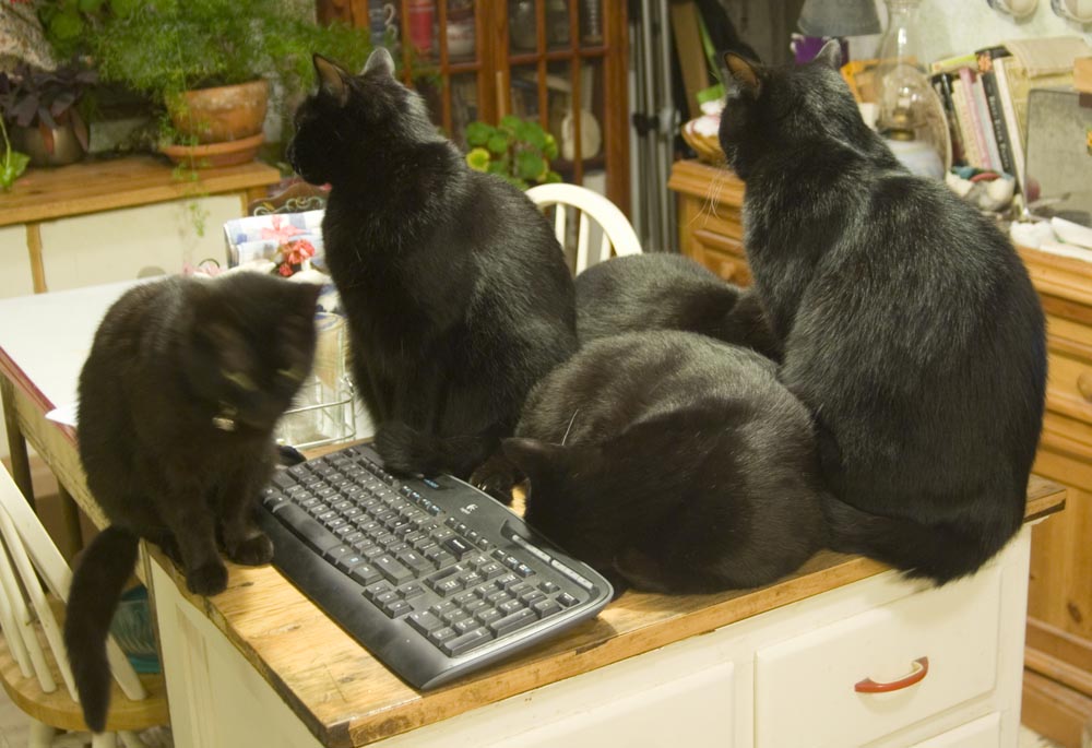 five black cats.