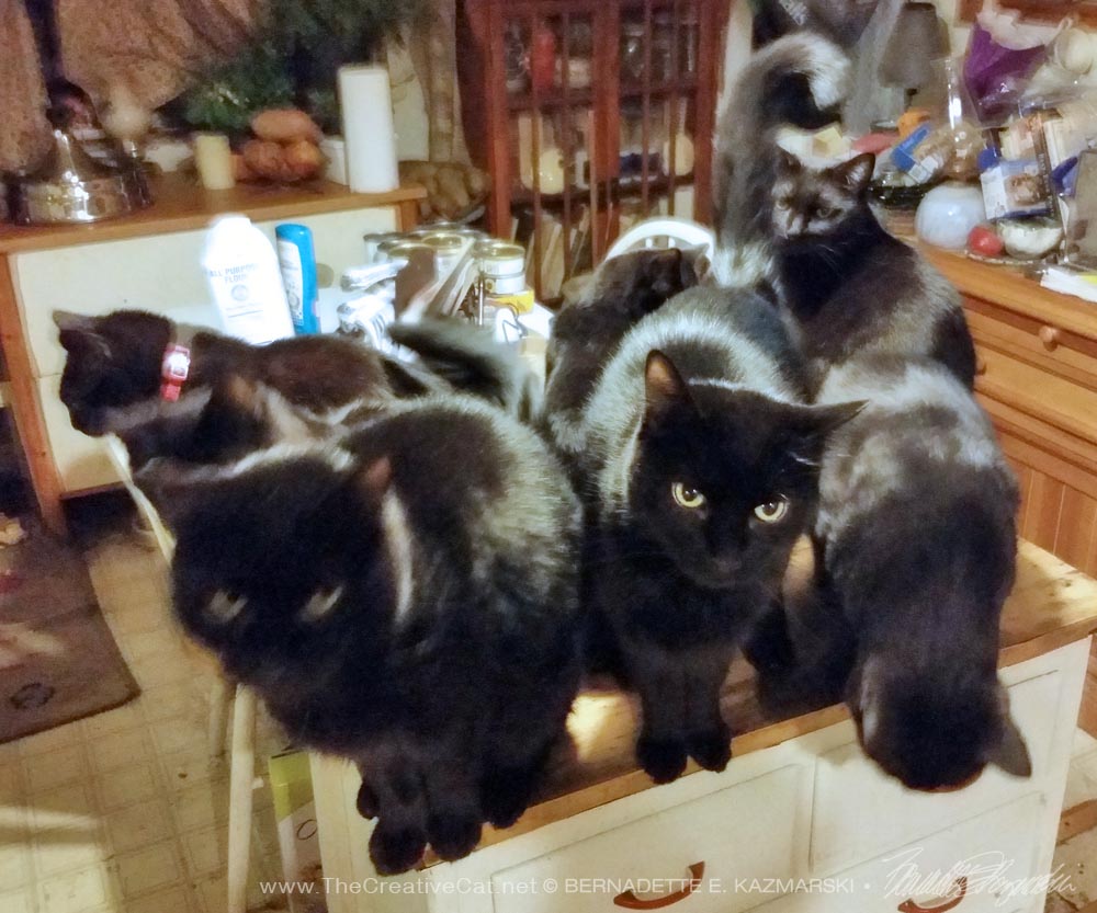 seven black cats on the cabinet