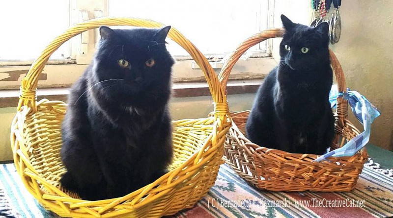 Basil & Bella & the basket.